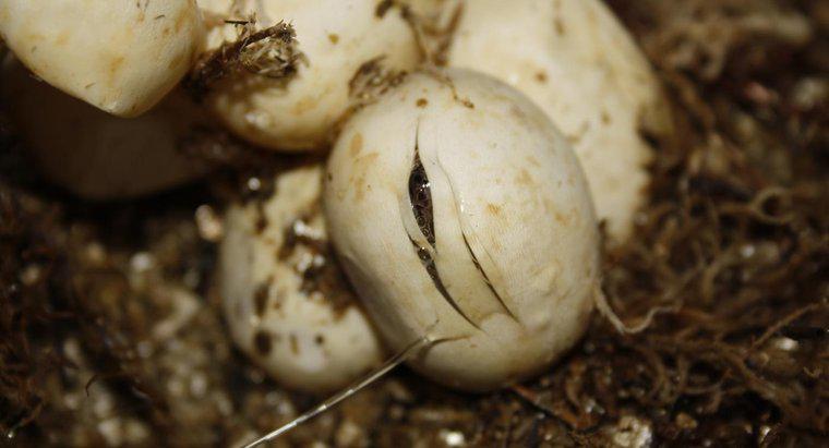 Mất bao lâu để trứng rắn nở?