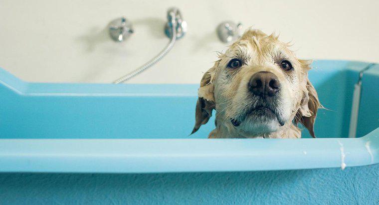 Bao lâu sau khi một con chó cái sinh nở thì việc tắm cho nó là an toàn?