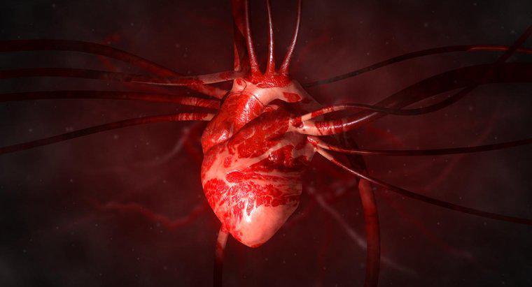 Động mạch mở rộng từ tim là gì?
