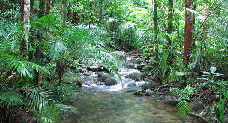 Các dạng địa hình rừng mưa nhiệt đới là gì?