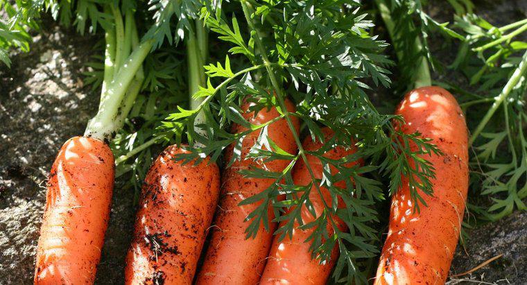 Làm thế nào để cà rốt tái tạo?
