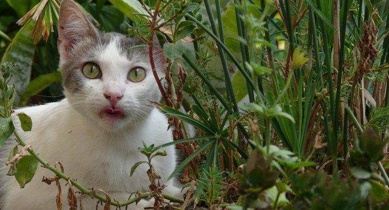 Làm thế nào bạn có thể giữ mèo ra khỏi vườn?