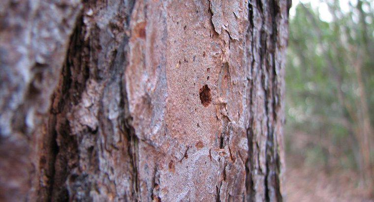 Làm thế nào những cây bị hư hại vỏ cây được chữa lành?