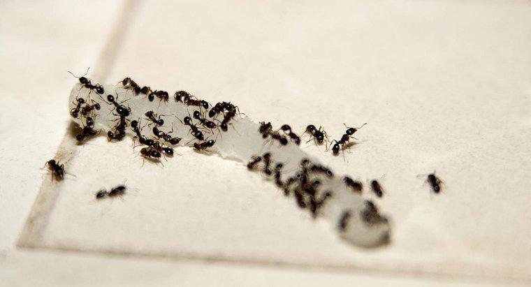 Làm thế nào để bạn tự chế chất độc cho kiến ​​bằng borax?
