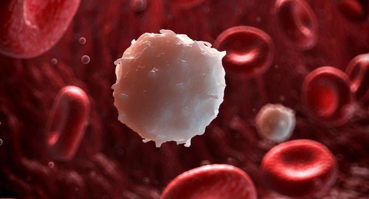 Tại sao số lượng tế bào máu trắng của bạn sẽ thấp?