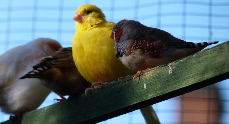 Sự khác biệt giữa chim hoàng yến đực và chim cái là gì?