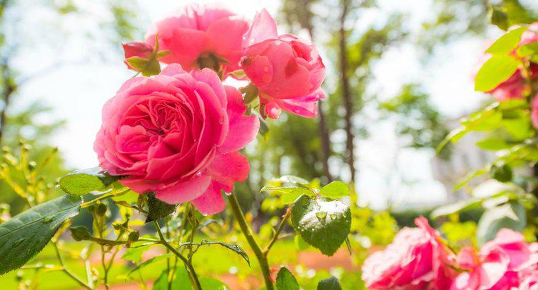 Làm thế nào để bạn trồng một bụi hoa hồng?