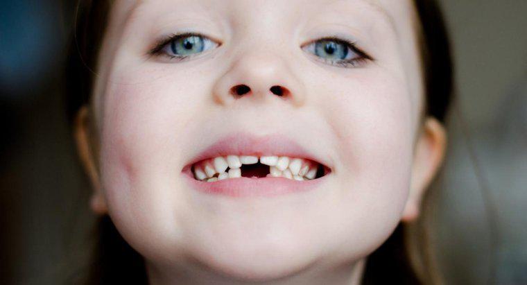 Răng có vai trò gì trong tiêu hóa?