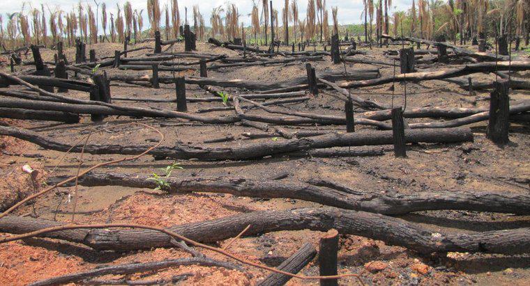Tại sao Rừng mưa Amazon đang gặp nguy hiểm?