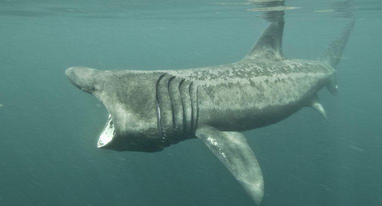 Miệng của cá mập Basking lớn cỡ nào?