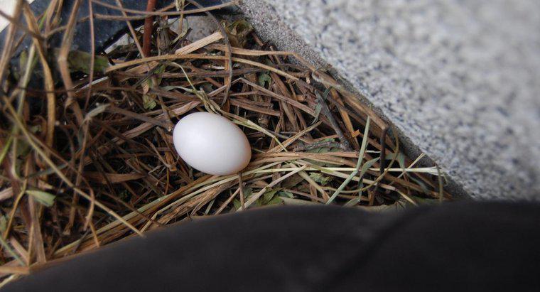 Trứng chim bồ câu nở mất bao nhiêu ngày?