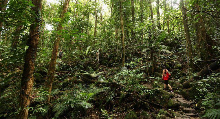Sinh vật phân hủy trong rừng mưa nhiệt đới là gì?