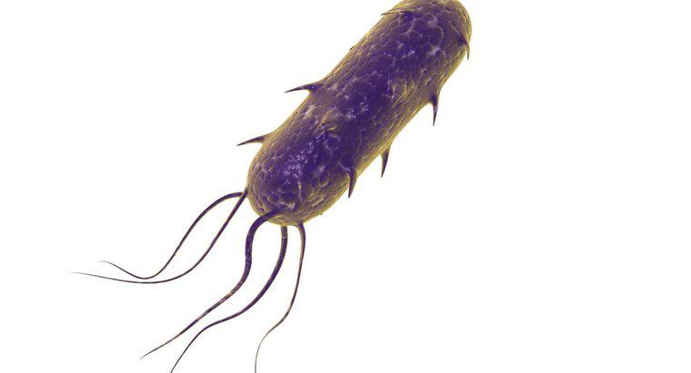 Chức năng của Flagella là gì?