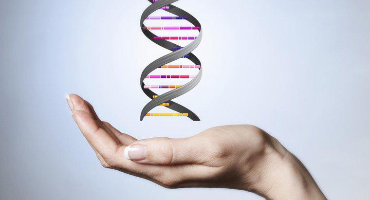 Điều gì tạo nên Xương sống của Phân tử DNA?