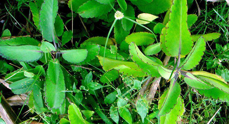 Công dụng làm thuốc của Bryophyllum là gì?