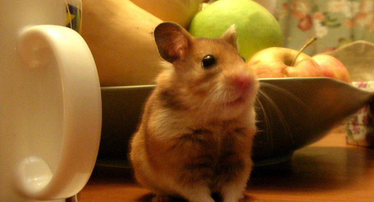 Hamster Ăn Táo được không?