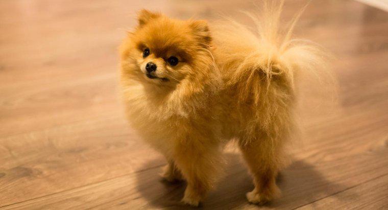 Bạn có thể tìm thấy chó con Teacup Pomeranian giá rẻ để bán trực tuyến ở đâu?