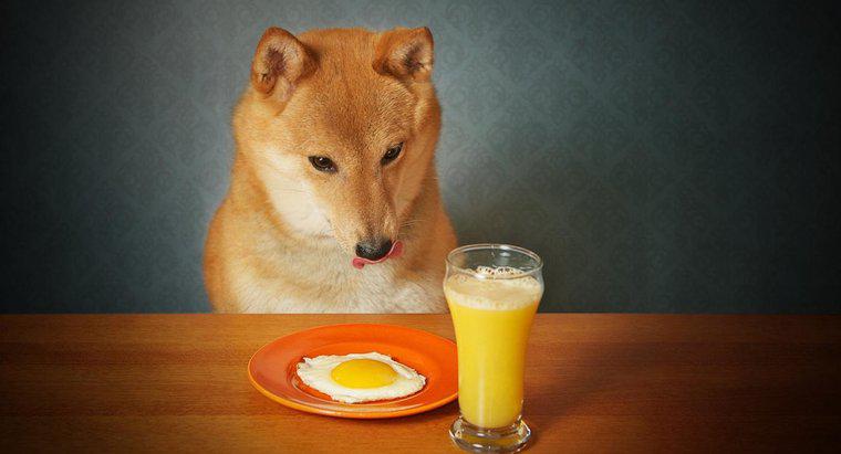 Chó có thể ăn trứng nấu chín không?