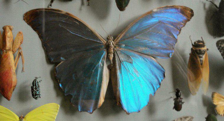 Người sưu tầm bướm được gọi là gì?
