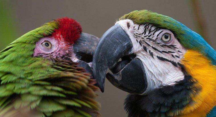 Macaws thường ăn gì?