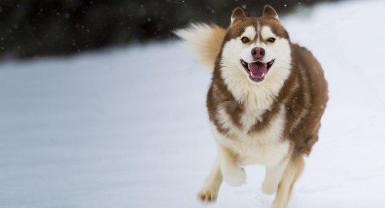 Husky đỏ và trắng hiếm đến mức nào?