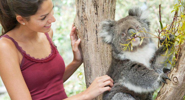Bạn có thể nhận nuôi một con Koala?