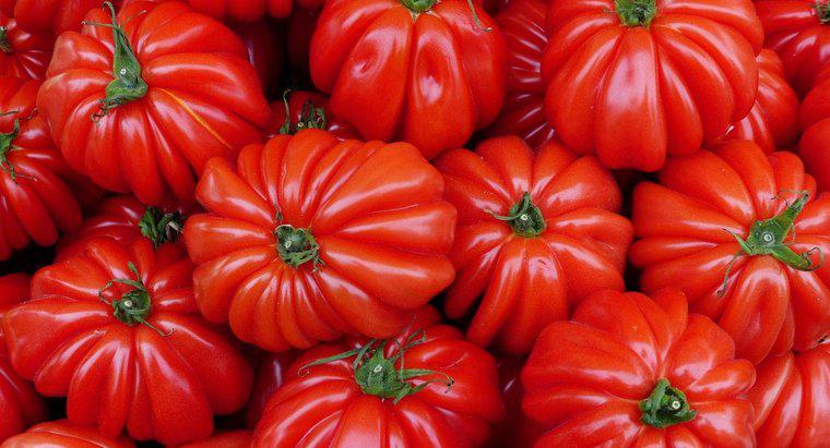 Khi nào là mùa trồng cà chua?