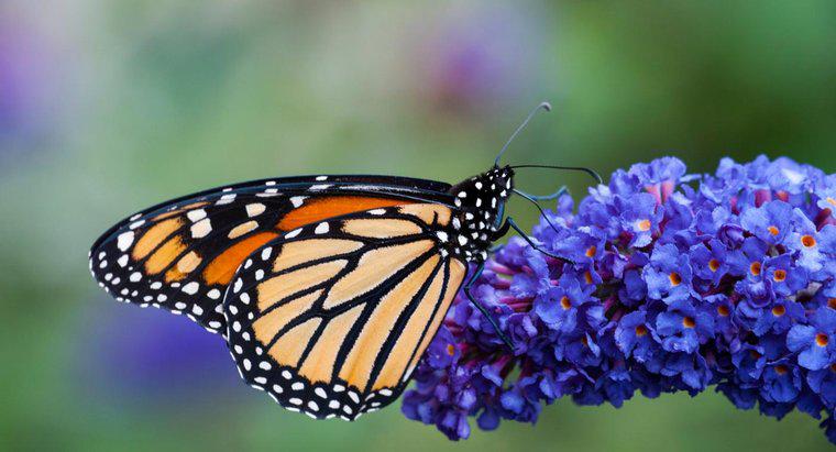 Có nên cắt tỉa một bụi bướm vào mùa thu?