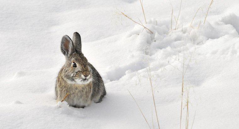 Thỏ có ngủ đông vào mùa đông không?