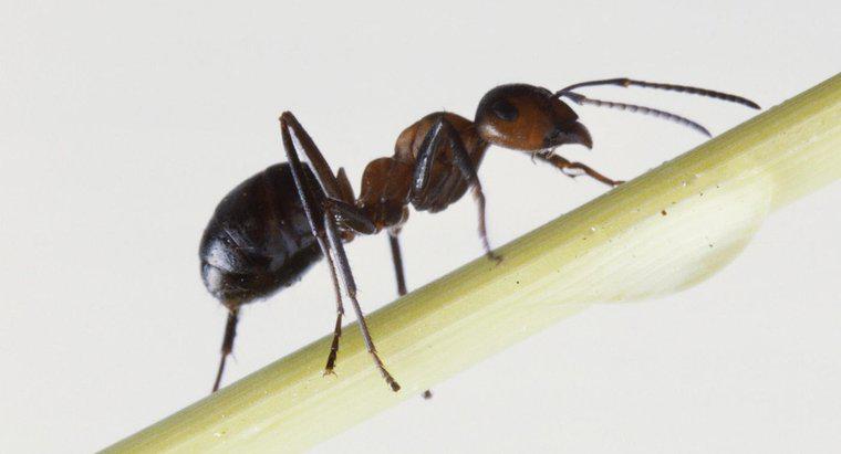 Phương pháp điều trị tốt cho vết cắn của kiến ​​lửa là gì?