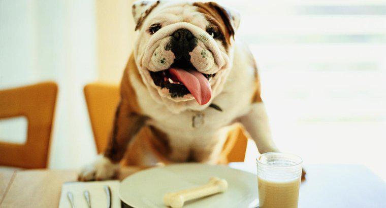 Sữa có tốt cho chó không?