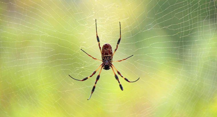 Dấu hiệu cho biết da bị nhện cắn là gì?