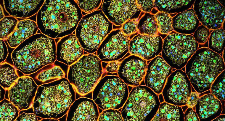 Sự khác biệt giữa các tế bào thực vật là gì? Tế bào động vật?