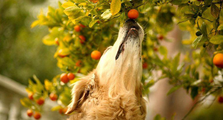 Trái cây nào độc cho chó?