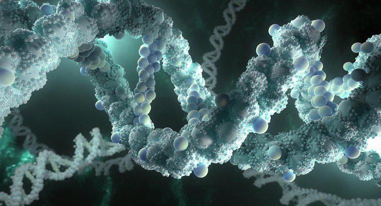 Tại sao DNA phải có khả năng tạo bản sao của chính nó?