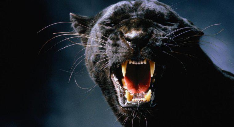 Black Panthers ăn gì?
