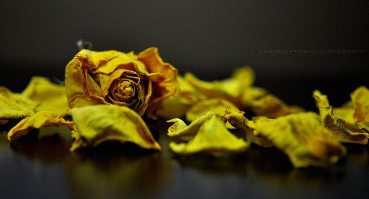 Làm thế nào có thể một cánh hoa hồng khô cho hoa giấy?