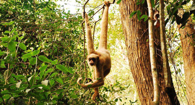 Làm thế nào để những con khỉ sống sót trong rừng?