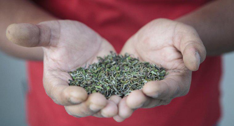 Lợi ích sức khỏe của trà Darjeeling là gì?