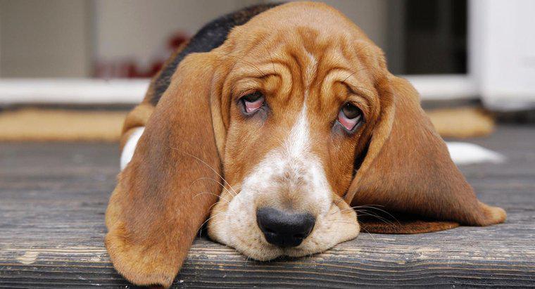 Liều dùng Ibuprofen được khuyến nghị cho chó là gì?