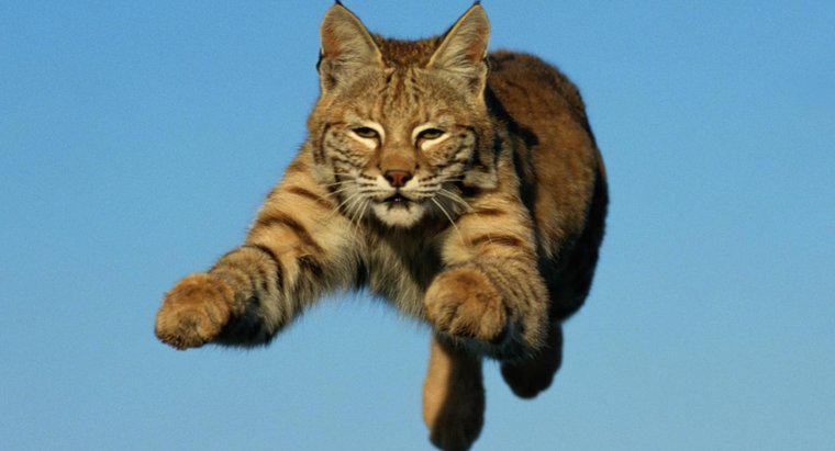Bobcat có thể chạy nhanh đến mức nào?