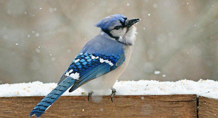 Sự khác biệt giữa chim giẻ cùi xanh đực và cái là gì?