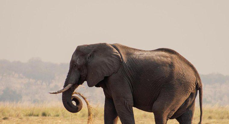 Con voi lớn nhất là gì?