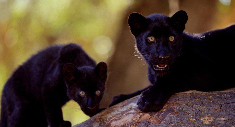 Black Panthers sống ở đâu?