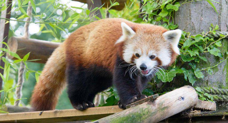 Firefox hoặc Red Panda trông như thế nào?