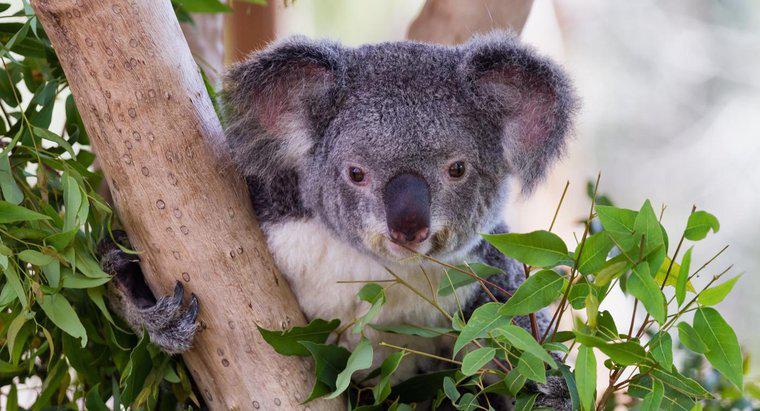 Koalas có ăn tre không?