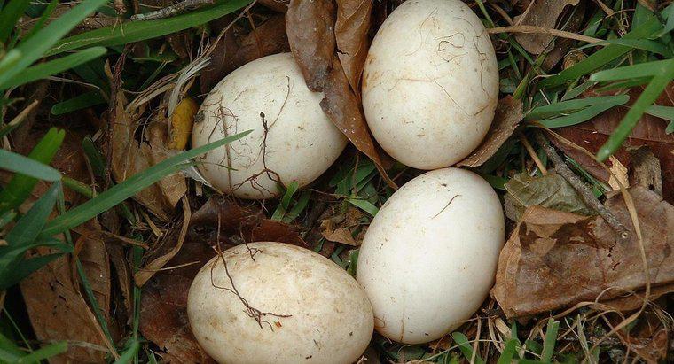 Làm thế nào để bạn chăm sóc cho một quả trứng chim chưa vỡ?