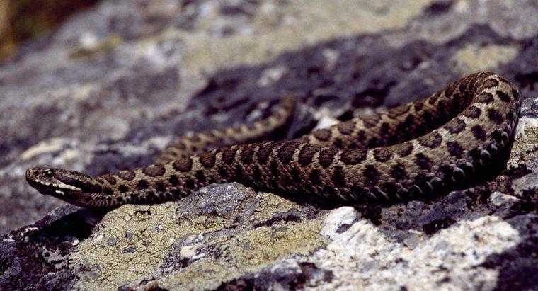Có rắn độc ở Ý không?