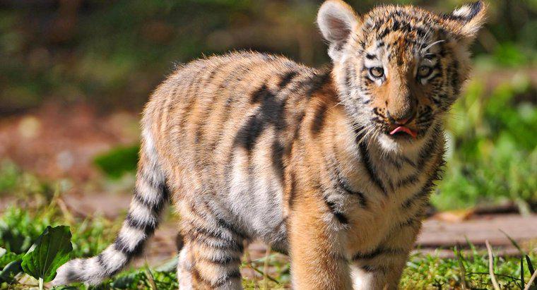 Mất bao lâu để một con hổ con hình thành trong bụng?