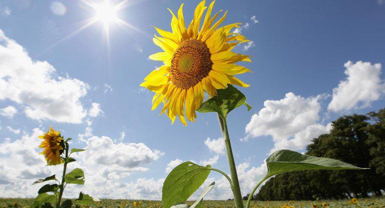 Thực vật sử dụng phần trăm năng lượng mặt trời?